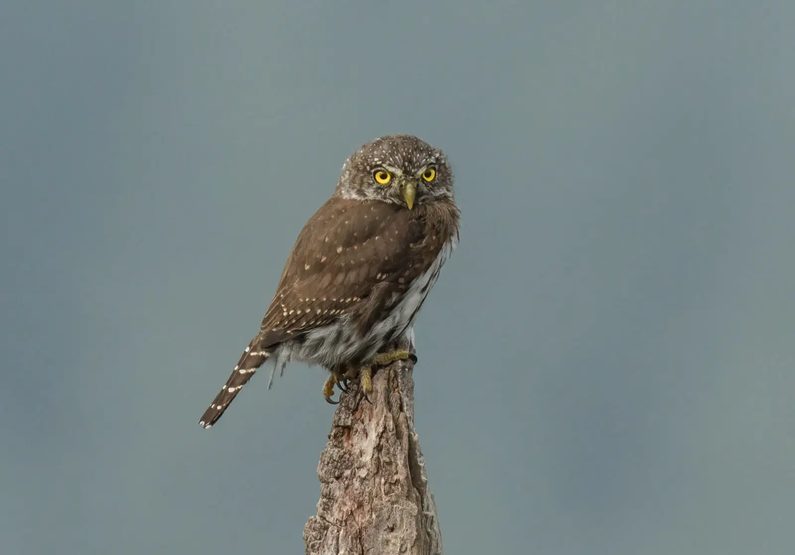 My Mother, the Pygmy Owl